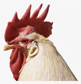 Hahn, Feather, Close, Poultry, Pride, Bill, Beautiful - Rooster Png Eye, Transparent Png, Free Download