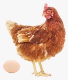 #chicken #egg #hen - Hen And Egg Png, Transparent Png, Free Download