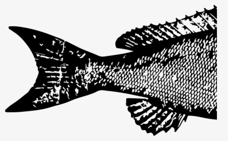 Transparent Fish Head Png - Illustration, Png Download, Free Download