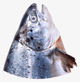 Transparent Fish Head Png, Png Download, Free Download