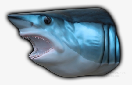 Shark Head Png - Mounted Shark Head Png, Transparent Png, Free Download