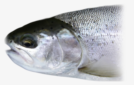 Steelhead - Oily Fish, HD Png Download, Free Download