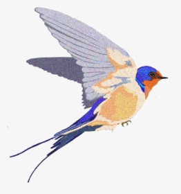 Download Barn Swallow Background Png - Barn Swallow Clipart, Transparent Png, Free Download