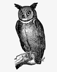 1754 Horned Owl Free Vintage Clip Artread More - Screech Owl, HD Png Download, Free Download