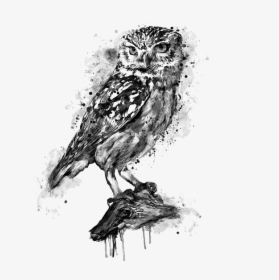 Black And White Owl Art, HD Png Download, Free Download