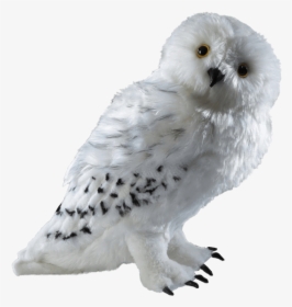 Harry Potter Owl Png, Transparent Png, Free Download