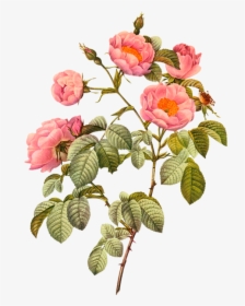 Botany Plant Flower Illustration Flowering Botanical - Rosa Mollessima By Pierre Joseph Redoute, HD Png Download, Free Download