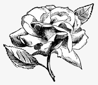 Clip Art Flower Illustration Black And White - Black And White Rose Transparent Background, HD Png Download, Free Download