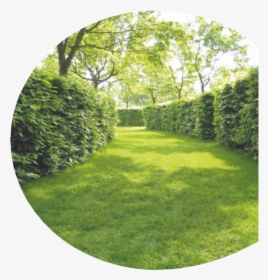 Looking For A Reliable Company To Cut Your Hedge Or - Hedge, HD Png Download, Free Download