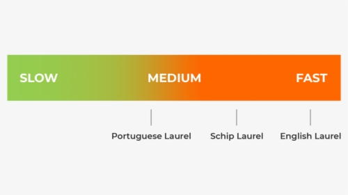 Laurel Hedges - Graphics, HD Png Download, Free Download