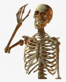 Calavera Human Skull Skeleton Free Download Png Hd - Skeleton Png, Transparent Png, Free Download
