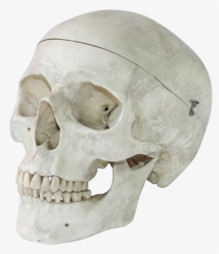 Vintage Anatomical Model Of A Human Skull - Skull Anatomical Transparent, HD Png Download, Free Download