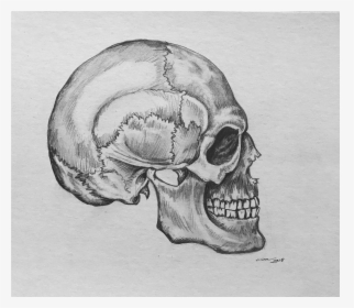 Side Drawing Skull - Human Anatomy Skull Drawing, HD Png Download, Free Download