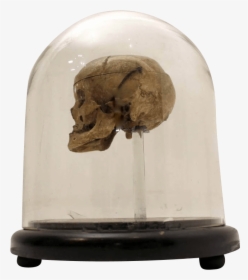 18th Century Human Skull In A Victorian Glass Dome - Skull, HD Png Download, Free Download
