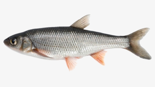 Fish Png Image - Fish Available In India, Transparent Png, Free Download