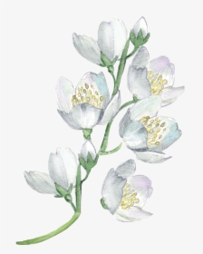 White Flowers Watercolor Painting Flower Floral Design, HD Png Download, Free Download