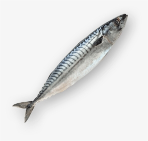 In Kanazawa House - Pacific Saury, HD Png Download, Free Download