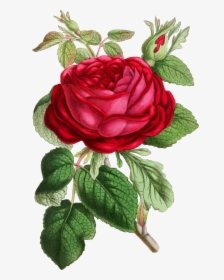 Petal,plant,flower - Red Rose Watercolor Png, Transparent Png, Free Download