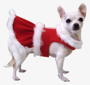 White Dog Christmas Jacket Png Image - Dog With Transparent Background, Png Download, Free Download