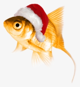 Fish With Christmas Hat, HD Png Download, Free Download