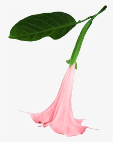 Datura Png Flower Free Picture - Datura Png, Transparent Png, Free Download