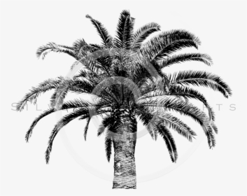 White Palm Tree Png , Png Download - Png Coconut Palm Black And White, Transparent Png, Free Download