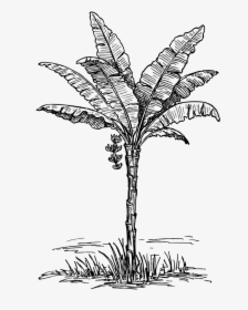 Vintage Palm Tree Line Art - Palm Illustration Png Vintage, Transparent Png, Free Download