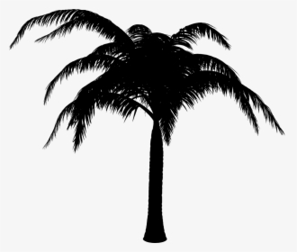 Palm Trees Black & White - Attalea Speciosa, HD Png Download, Free Download