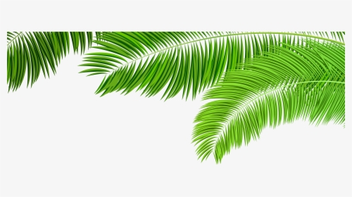 Black And White Tree Png For Free Download On - Transparent Palm Tree Leaves, Png Download, Free Download