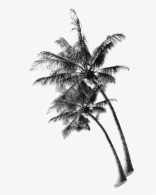 Coconut Tree Png, Transparent Png, Free Download