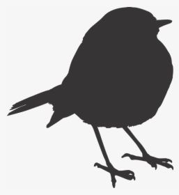 Bird, Sparrow, Silhouette, Orange, Nature, Animal - Transparent Background Robin Bird Png, Png Download, Free Download
