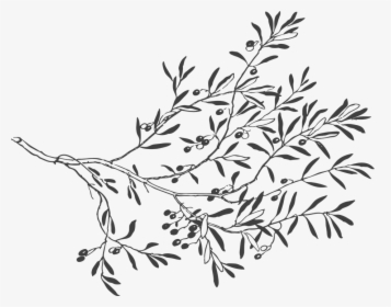 Transparent Ramas Vectores Png - Leaves And Branches Drawing, Png Download, Free Download