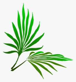 Sukkot Palm Branch Clip Arts - Palm Frond Clip Art, HD Png Download, Free Download