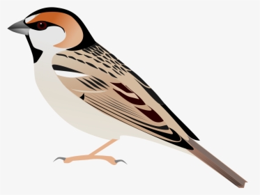 File - Saxaulsparrownominate - Svg - Old World Sparrow, HD Png Download, Free Download