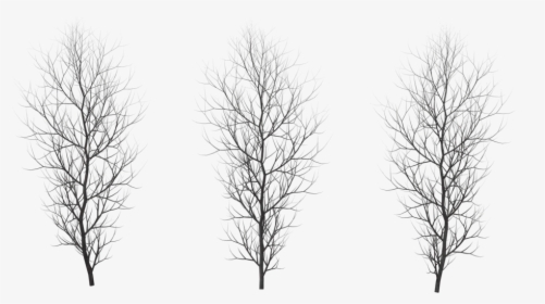 Winter Png Free Download - Red Pine, Transparent Png, Free Download