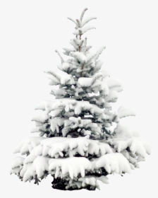 Transparent Pine Tree Clipart Black And White - Snowy Christmas Tree Png, Png Download, Free Download