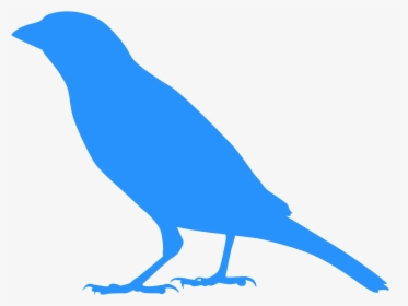 Scrub Jay, HD Png Download, Free Download