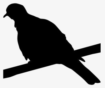 Blackbirds Browse By Shape All About Birds - Black White Wing Dove, HD Png Download, Free Download