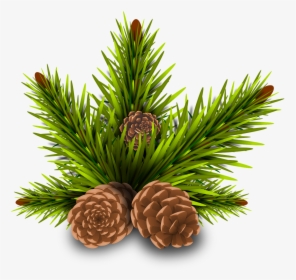 Forest, Pinheiro Pine Cones Tree Branch Rama Leave - Hojas De Pino Png, Transparent Png, Free Download