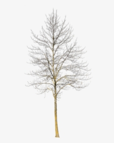 Deciduous Tree Winter Iii - Winter Tree Cut Out, HD Png Download, Free Download