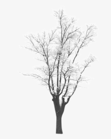Snow Tree Download - Winter Snow Tree Png, Transparent Png, Free Download