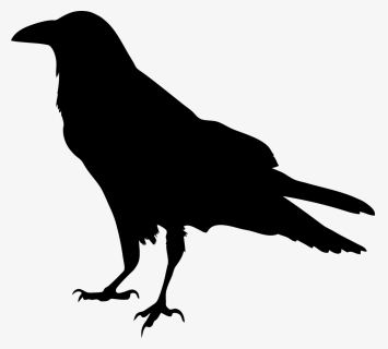 Animal, Bird, Black, Crow, Raven, Silhouette - Raven Transparent, HD Png Download, Free Download