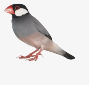 Sparrow Bird Png Photo - Zebra Finch Bird Transparent, Png Download, Free Download
