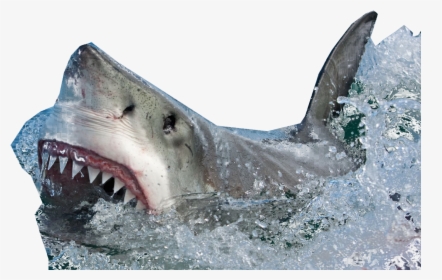 Shark Coming Out Of Water - Shark In Water Png, Transparent Png, Free Download