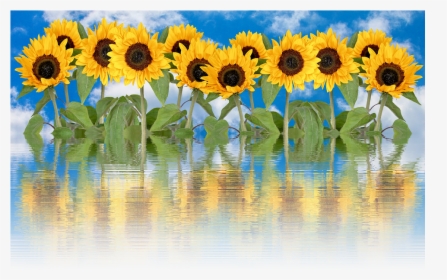 Transparent Sunflower Emoji Png - Common Sunflower, Png Download, Free Download