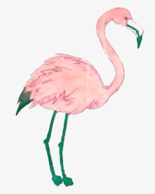 Flamingo - Png Flamingo, Transparent Png, Free Download
