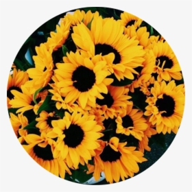 Sunflowers Png Transparent Tumblr - Golden Yellow Yellow Aesthetic, Png Download, Free Download