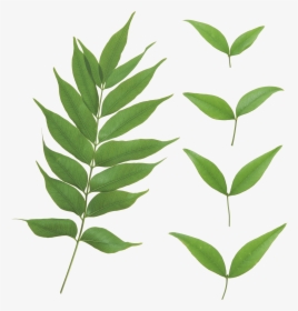 Download Plant Stem Project - Transparent Curry Leaf Png, Png Download, Free Download