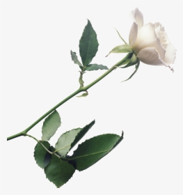 White Rose Background, Plant Stem Botany Flowering - Transparent Background White Rose Png, Png Download, Free Download
