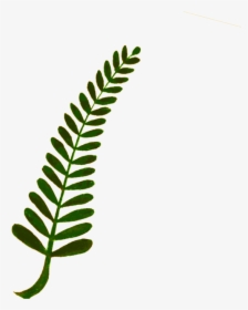 Plant,grass,leaf - Ferns Vector Png, Transparent Png, Free Download